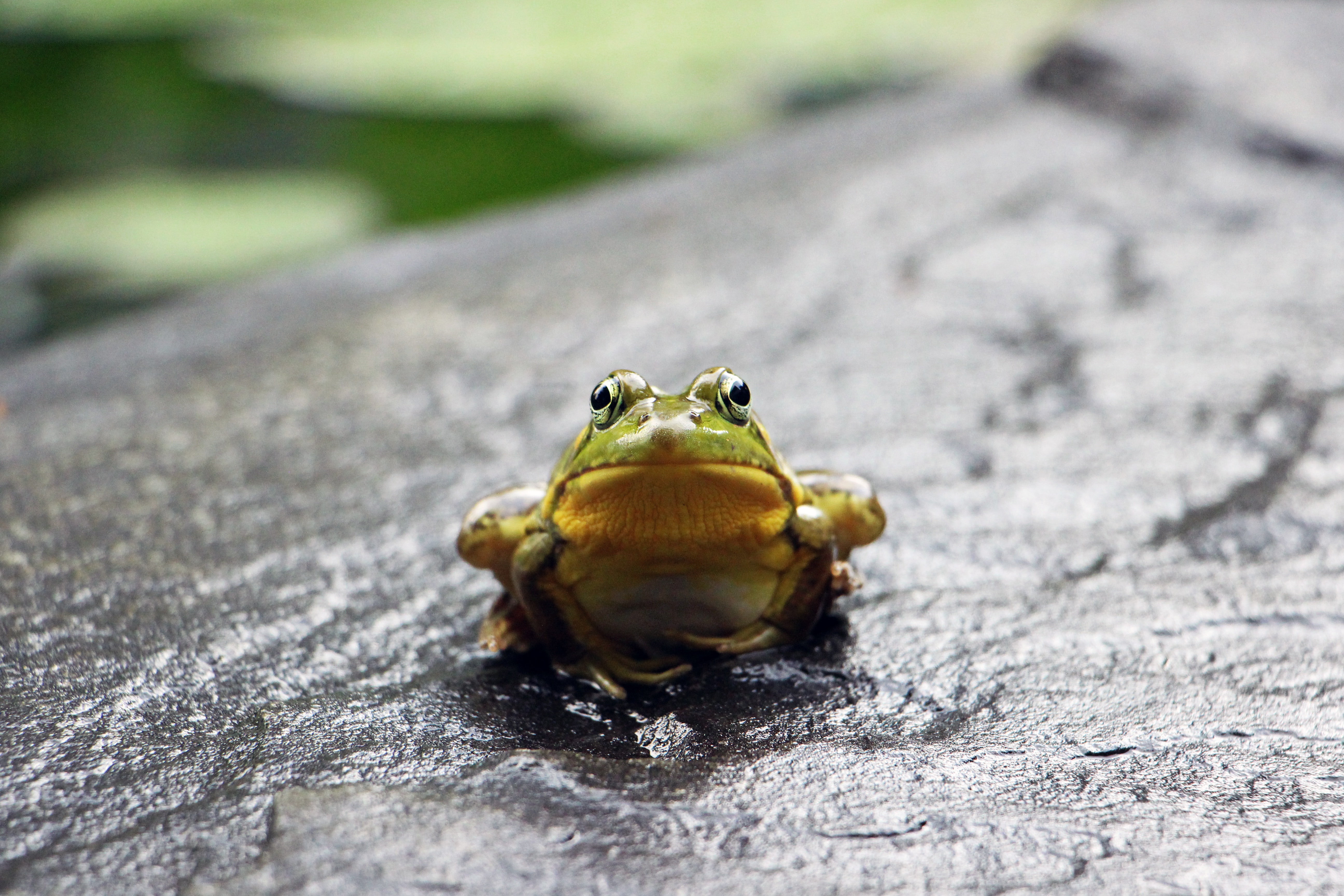 Image description: Close up picture of a Bullfrog, sitting on a large flat rock, facing forward towards the camera.